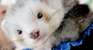 Как да изберете пороре?